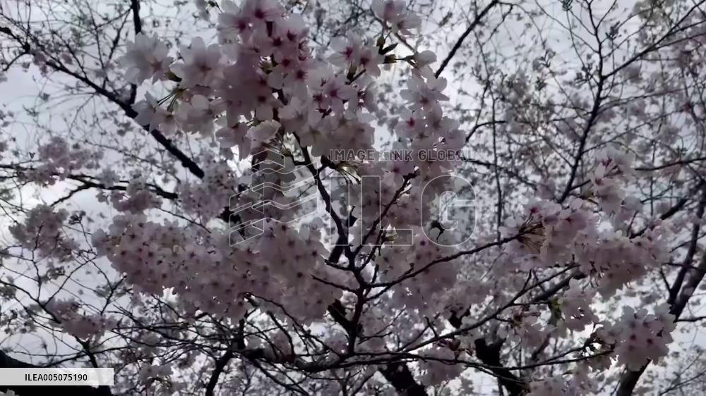 Japan: Cherry Blossoms Paint Tokyo Pink as Spring Arrives