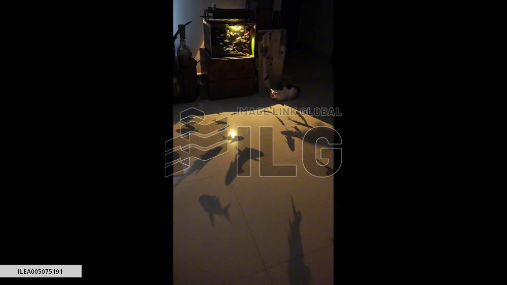 China: Cat Chases Fish Shadows Cast From Glowing Aquarium