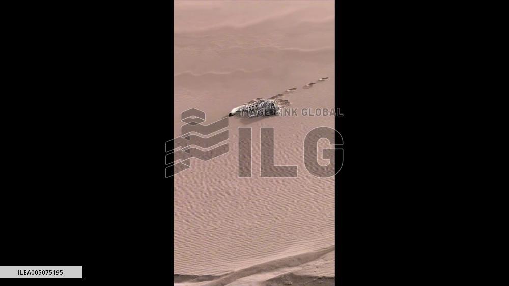 China: Snow Leopard Rescued After Wandering Into Desert in Xinjiang