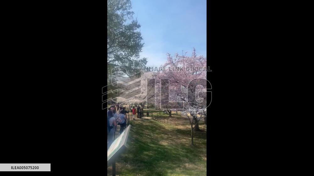 US: Washington D.C. Cherry Blossoms Reach Peak Bloom 2