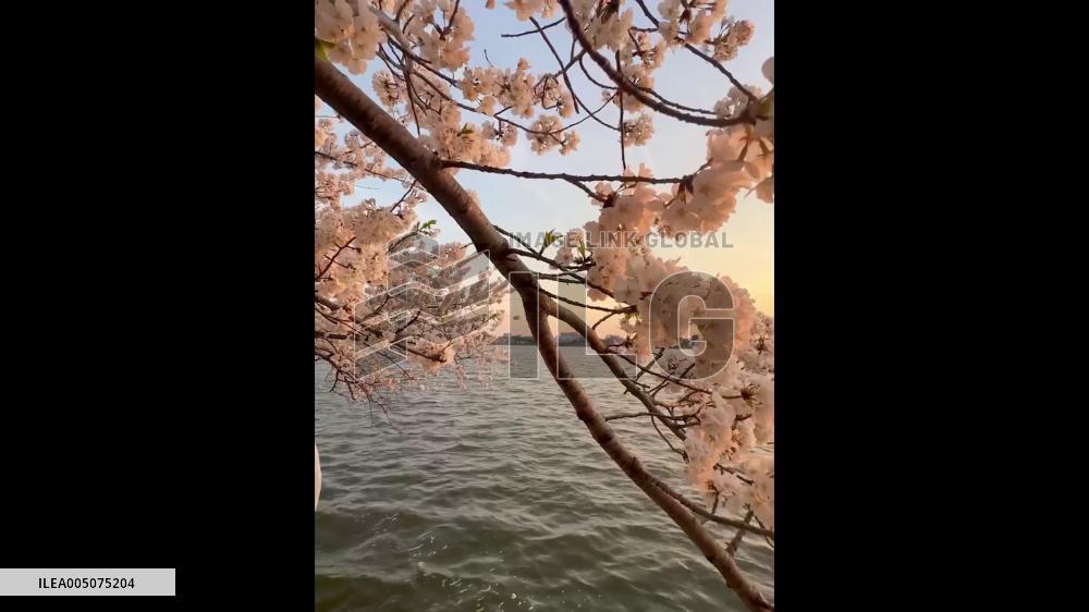 US: Washington D.C. Cherry Blossoms Reach Peak Bloom 3
