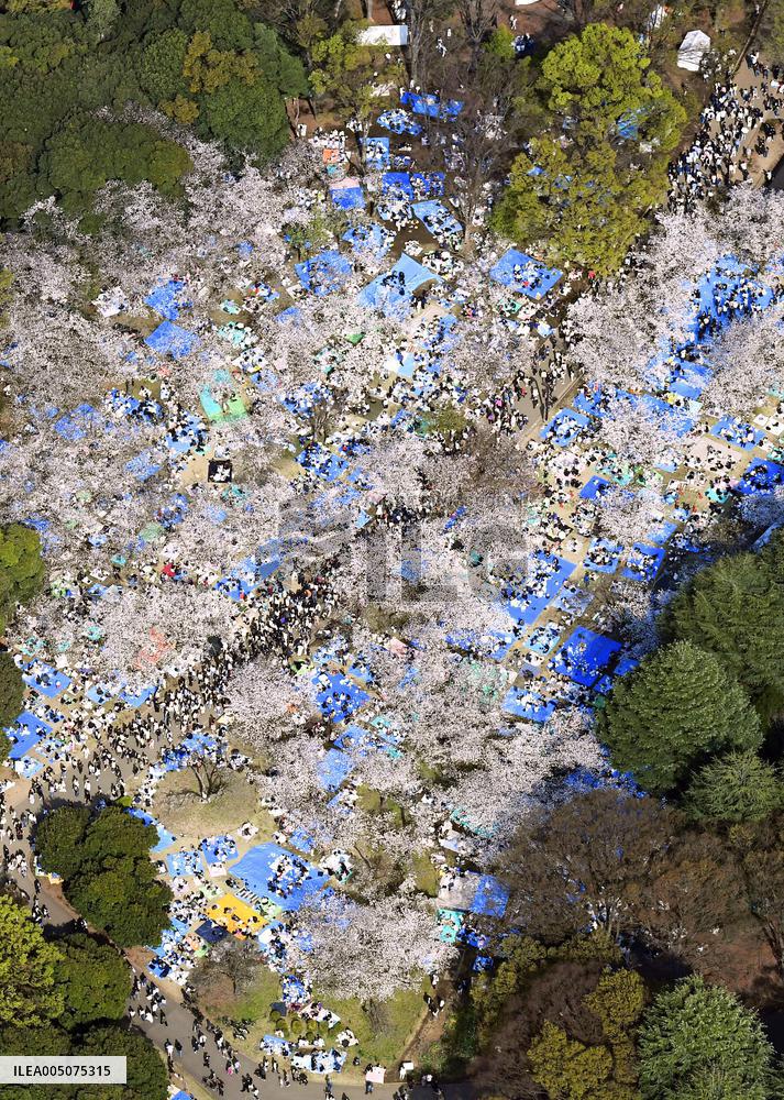 Cherry blossoms at Yoyogi Park