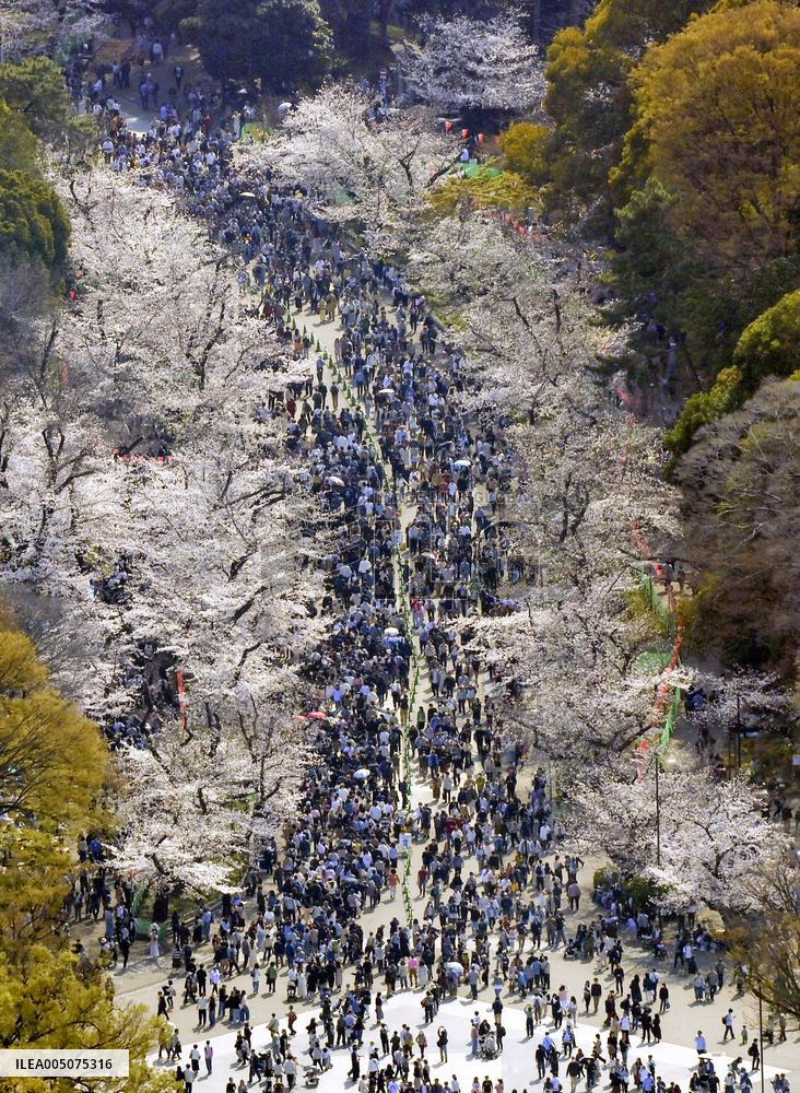Cherry blossoms at Yoyogi Park