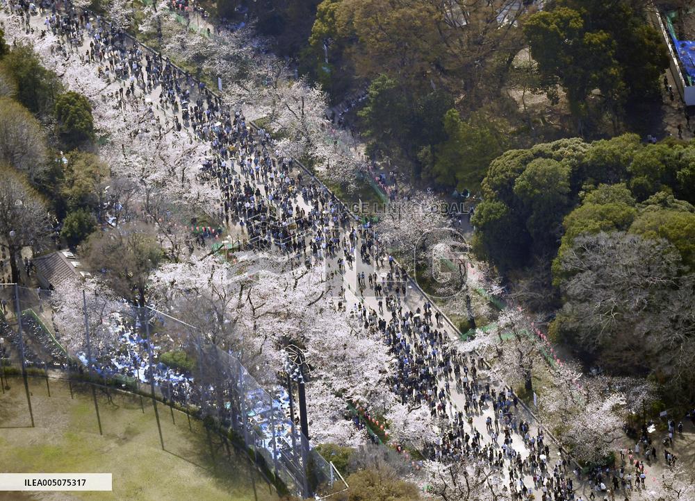 Cherry blossoms in Tokyo