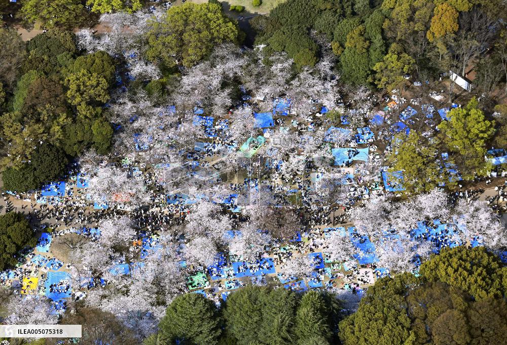 Cherry blossoms at Yoyogi Park