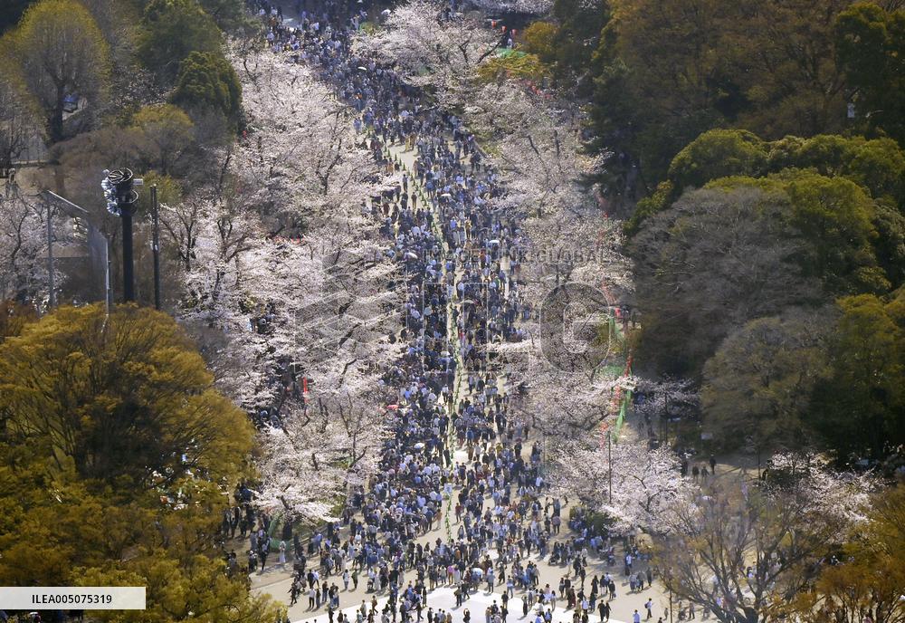 Cherry blossoms in Tokyo
