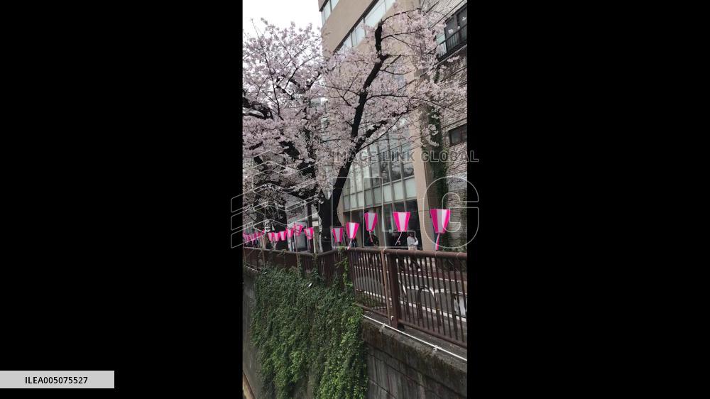 Japan: Cherry Blossoms Paint Tokyo Pink as Spring Arrives 2