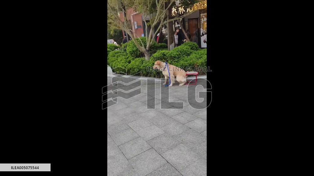 China: Robot Dog Frightens Golden Retriever Into Hiding in Wuhan