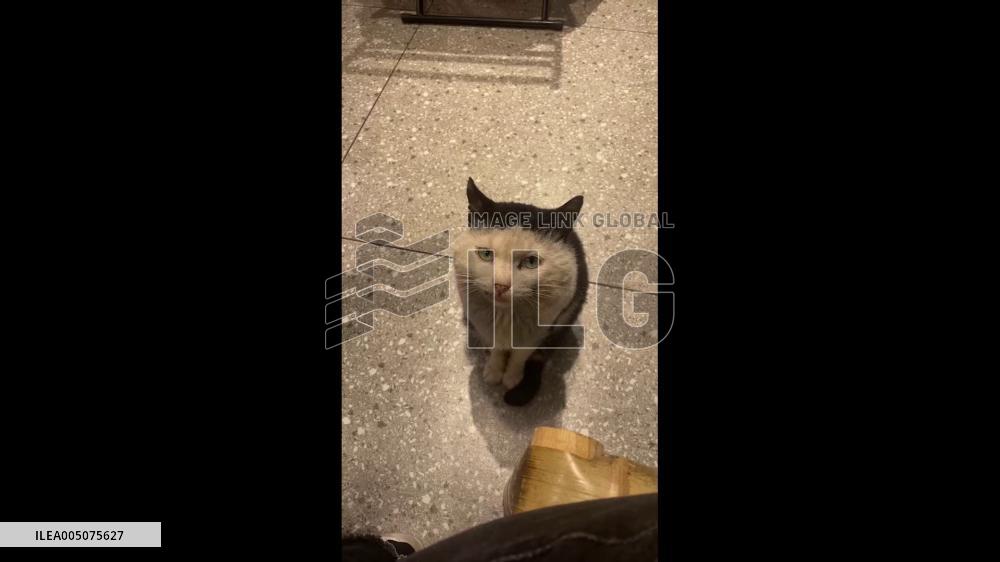 China: Stray Cat in Sichuan Caught on Camera Rolling Its Eyes
