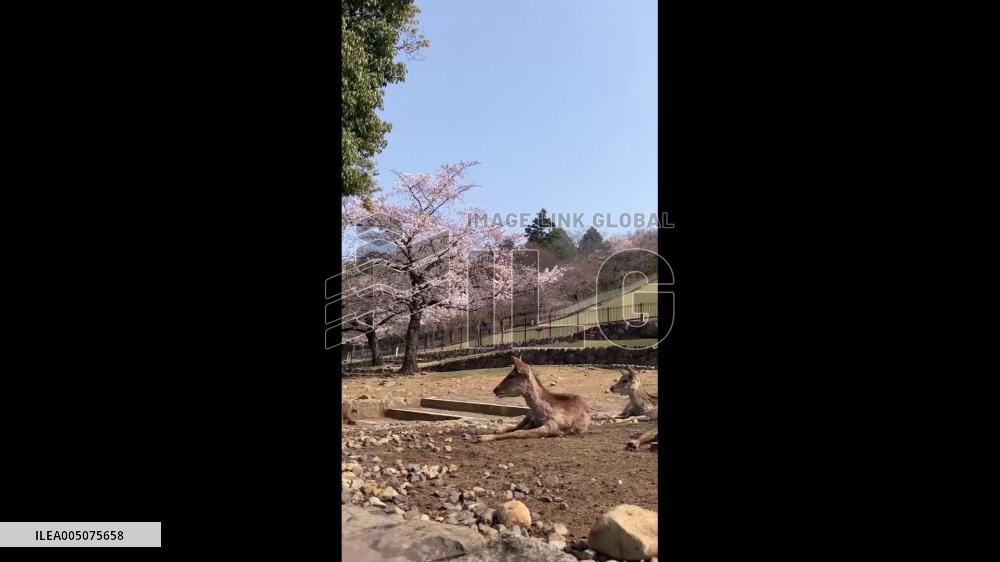 Japan: Nara’s Iconic Deer Welcome Spring Under Cherry Blossoms
