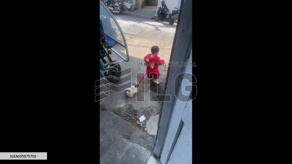 China: Toddler and Dog Share Wobbly Walk Together in Zhejiang