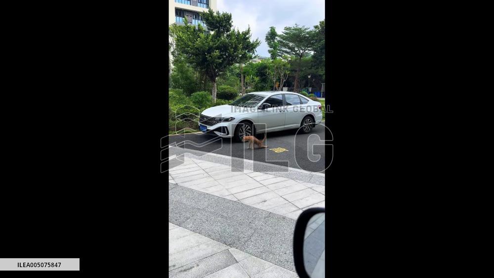 China: Stray Dog Fakes Injury to Beg for Food in Fujian Parking Lot