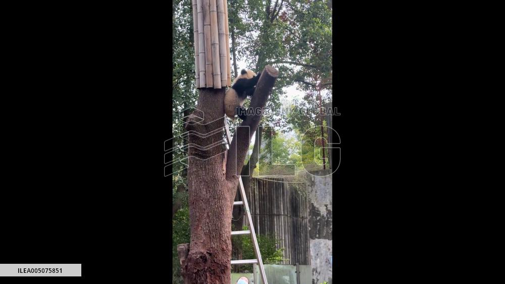 China: Clumsy Panda Cub Loses Grip and Falls From Tree in Fujian