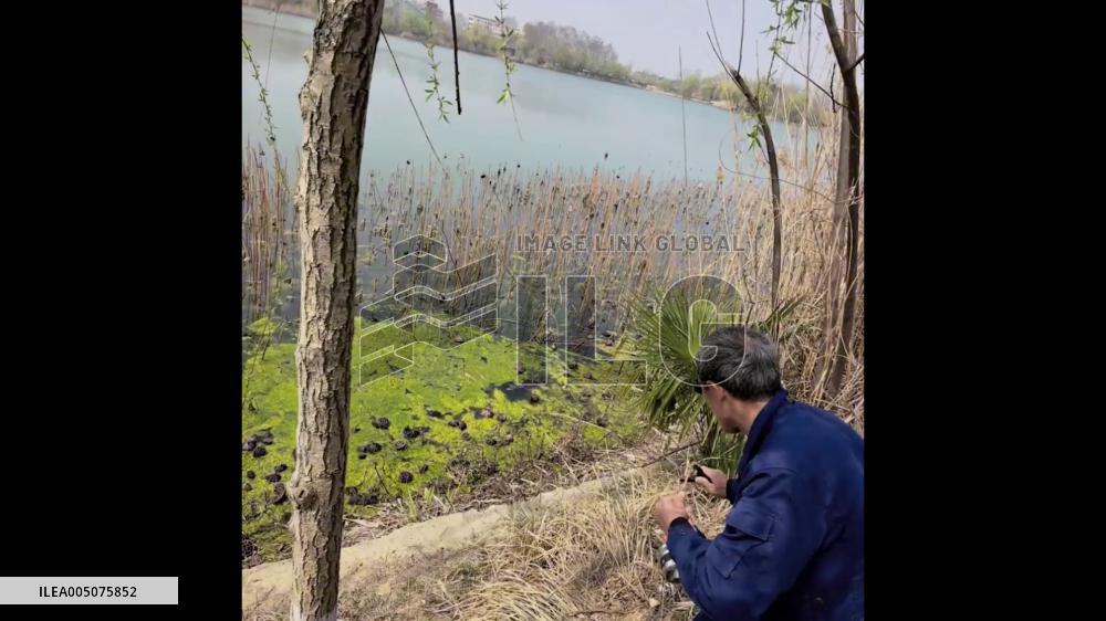 China: Man Demonstrates Precision Slingshot Fishing Technique in Anhui Pond