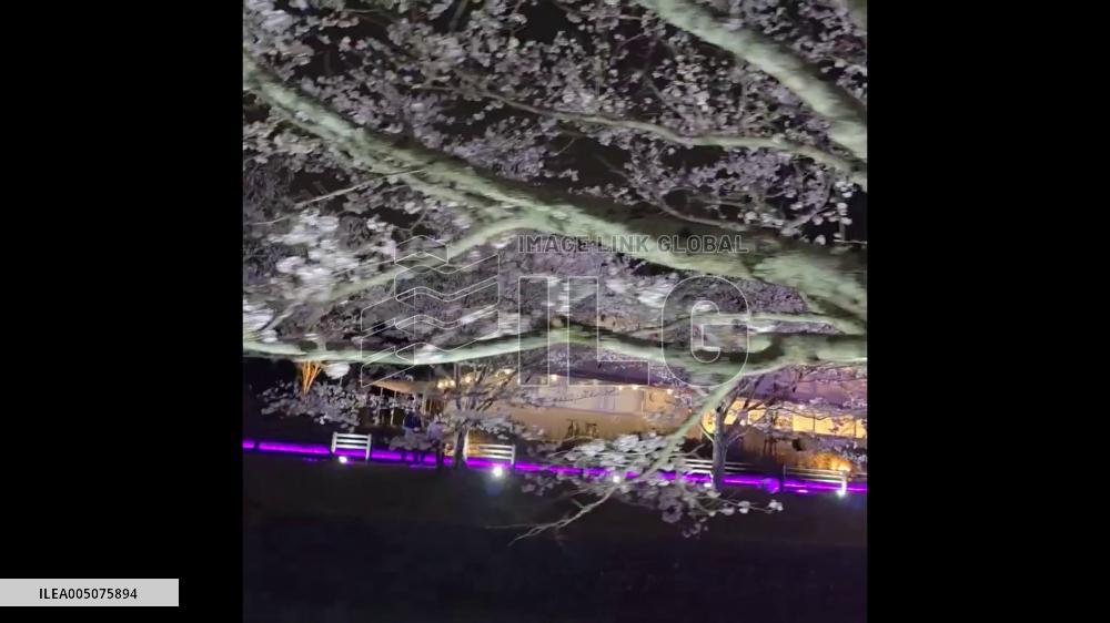 Japan: Illuminated Cherry Blossom Trees Line Iino River in Full Bloom in Aichi