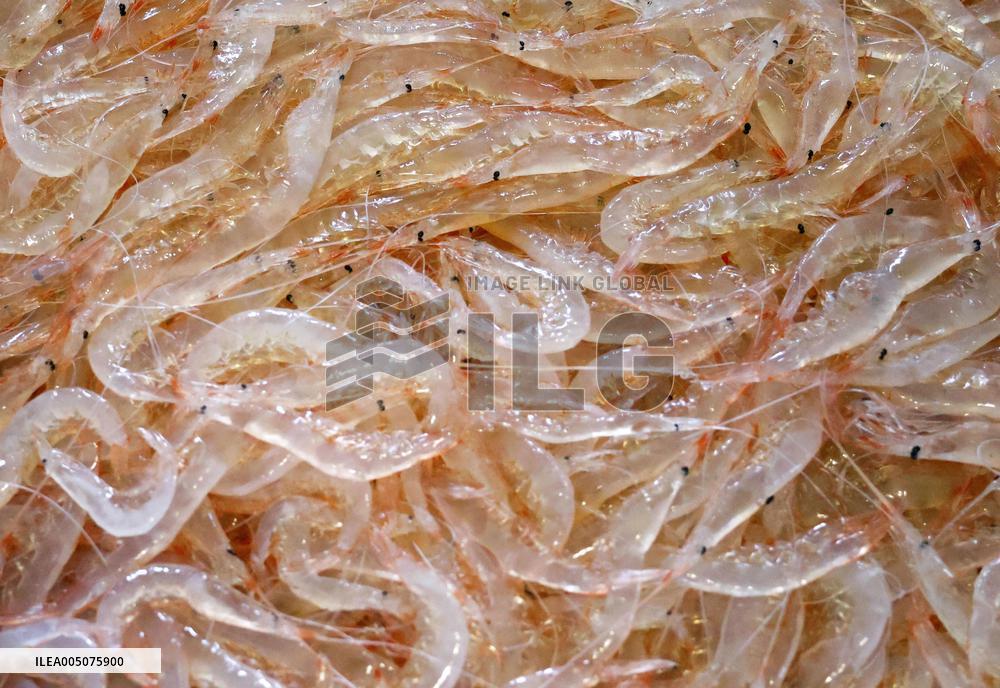 White shrimp harvest season begins in Toyama