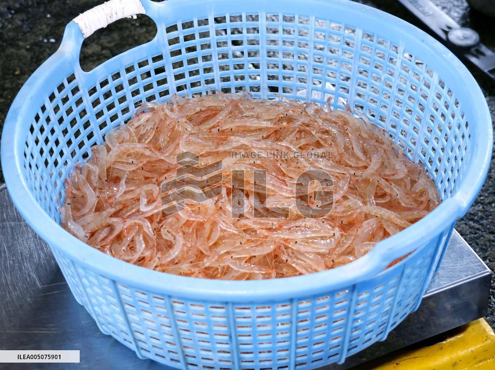 White shrimp harvest season begins in Toyama