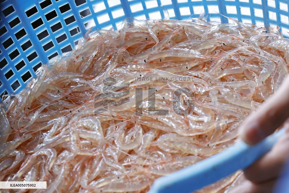 White shrimp harvest season begins in Toyama
