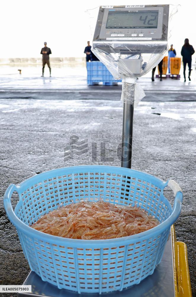 White shrimp harvest season begins in Toyama