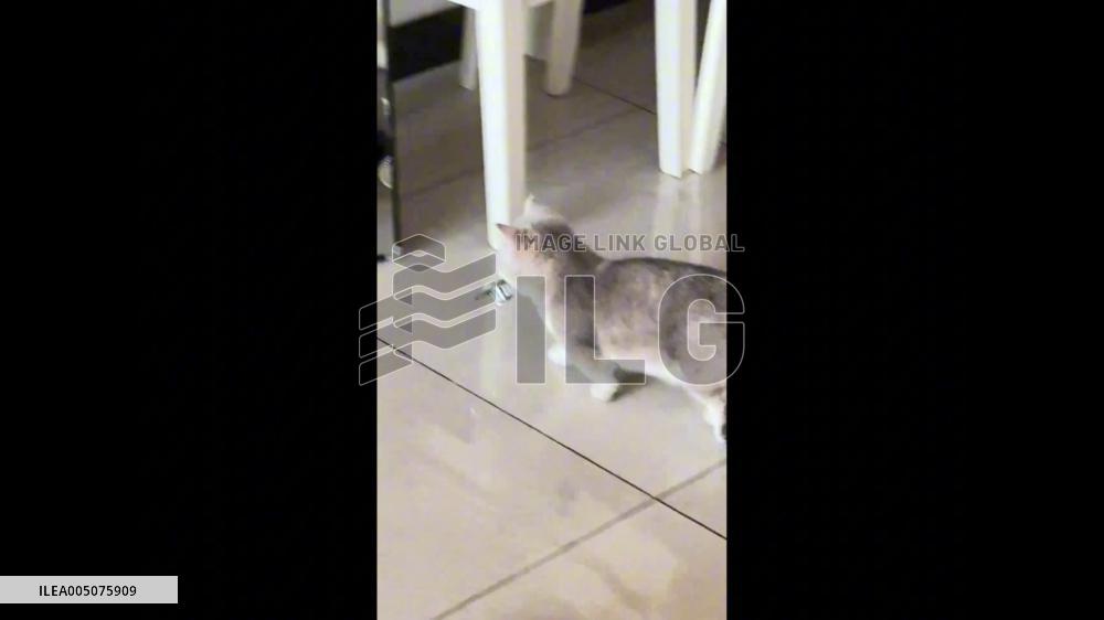 China: Kitten Startled by Its Own Reflection in Mirror
