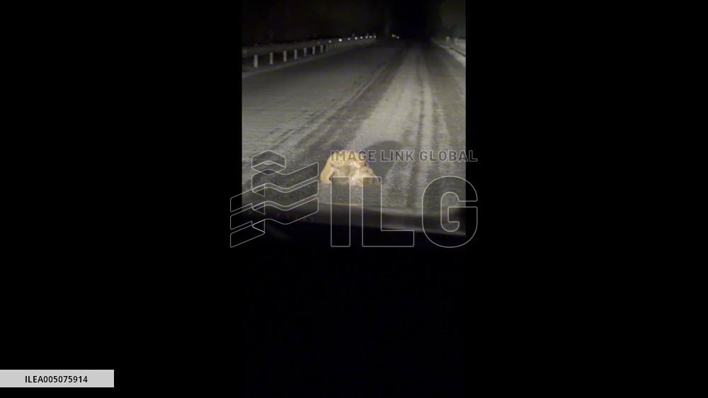 China: Two Wild Leopard Cats Caught Fighting in Car Headlights on Highway