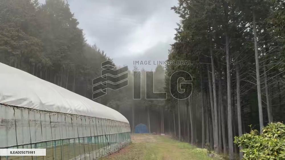 Japan: Pollen Season Peaks as Rising Temperatures Spread Heavy Dispersal Nationwide 2