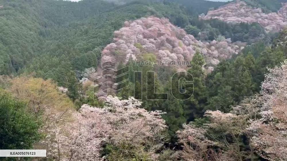 Japan: Cherry Blossoms Cover Yoshino Mountain as Thousands of Trees Reach Full Bloom 3