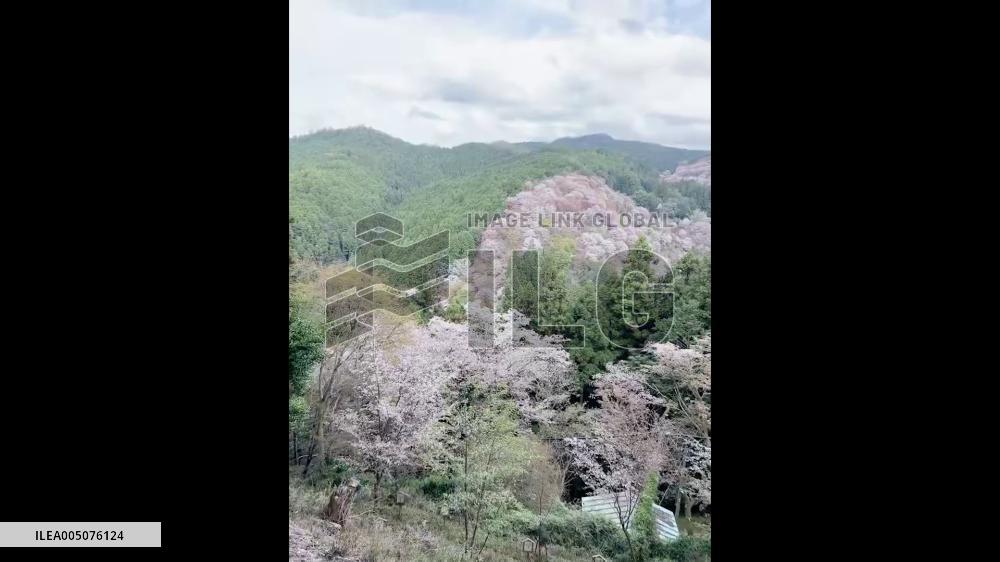 Japan: Cherry Blossoms Cover Yoshino Mountain as Thousands of Trees Reach Full Bloom 2
