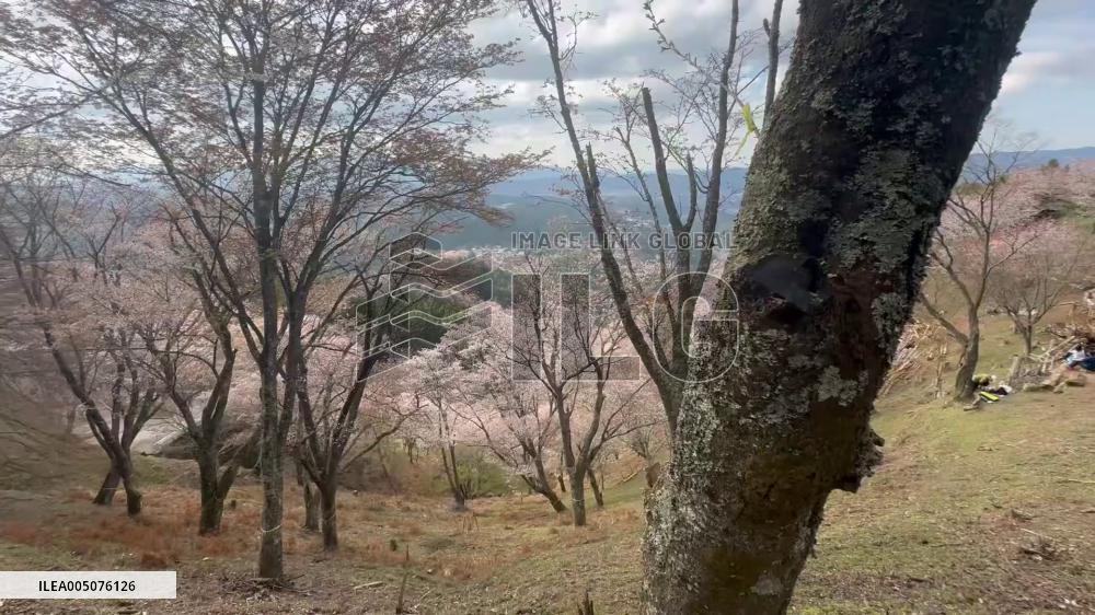 Japan: Cherry Blossoms Cover Yoshino Mountain as Thousands of Trees Reach Full Bloom