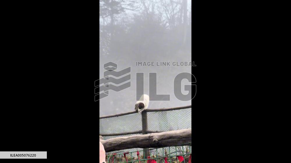 China: Confused Monkey Struggles to Put On Shirt in Leshan, Sichuan