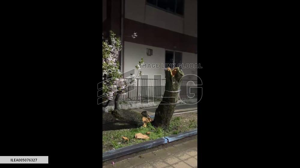 Japan: Strong Winds Knock Down Cherry Tree in Saitama