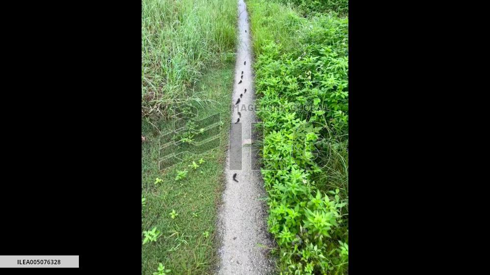China: Climbing Perch Fish Spotted Crawling Across Muddy Road in Guangdong