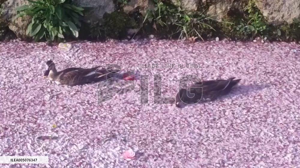 Japan: Two Ducks Glide Through Carpet of Cherry Blossoms on Kyoto’s Philosopher’s Walk