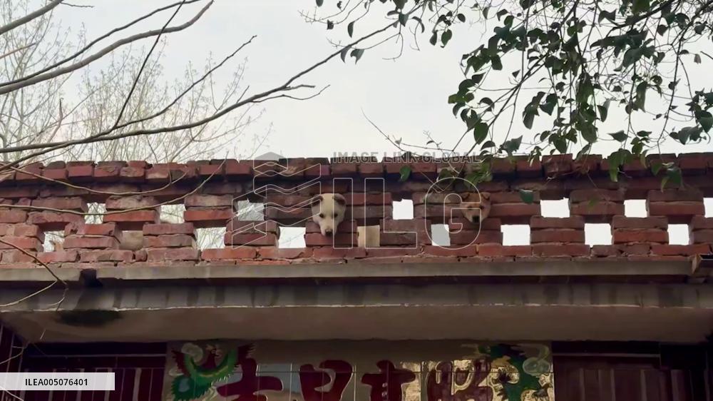 China: Dog Heads Pop In and Out of Wall in Playful Display