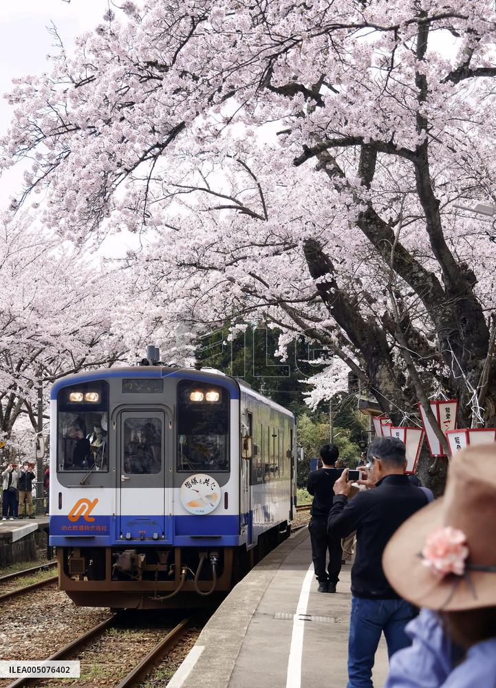 Cherry blossoms at train station on quake-hit Noto Peninsula