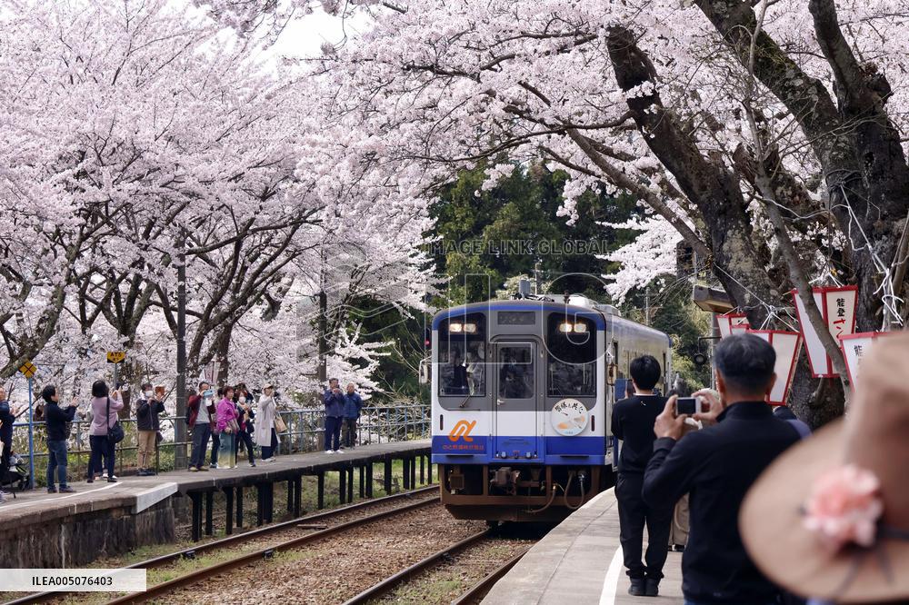 Cherry blossoms at train station on quake-hit Noto Peninsula