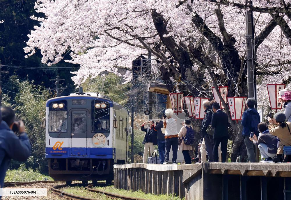 Cherry blossoms at train station on quake-hit Noto Peninsula