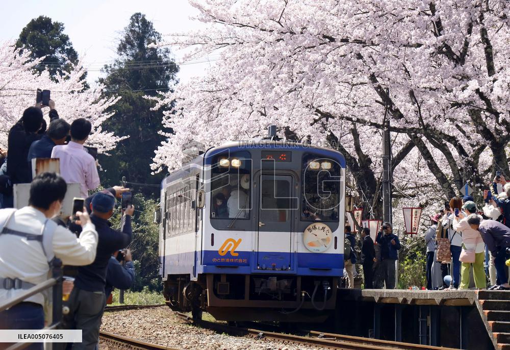 Cherry blossoms at train station on quake-hit Noto Peninsula