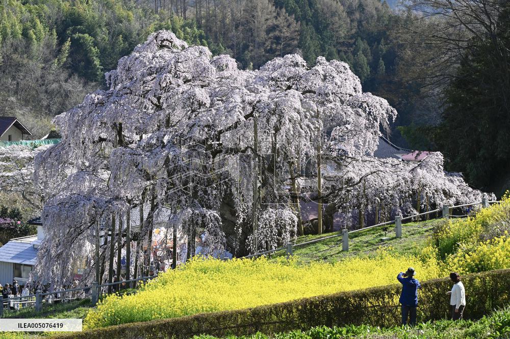 Ancient cherry tree in Japan