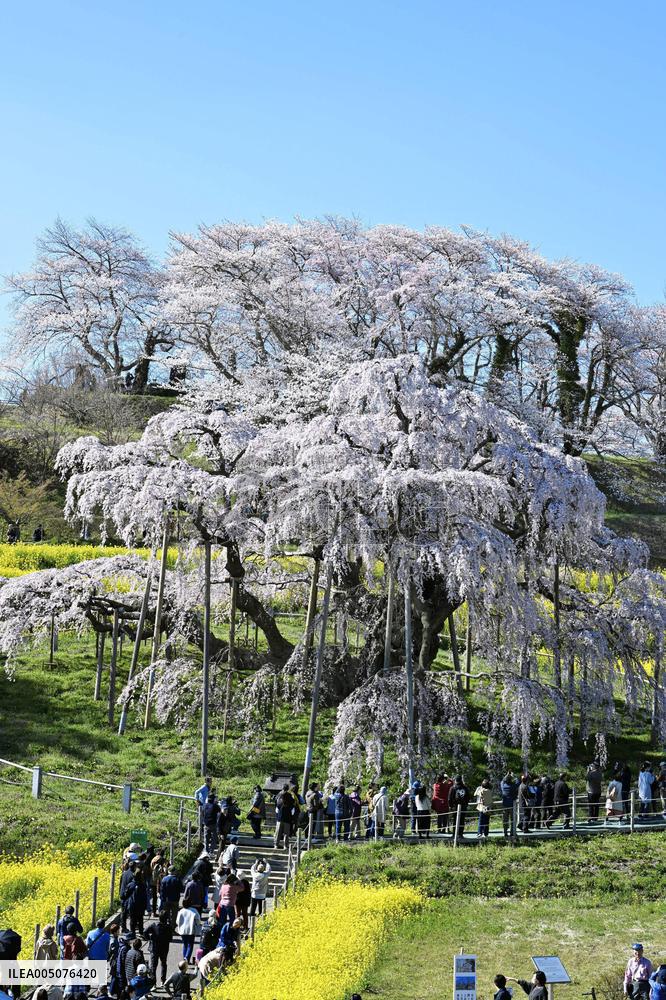 Ancient cherry tree in Japan