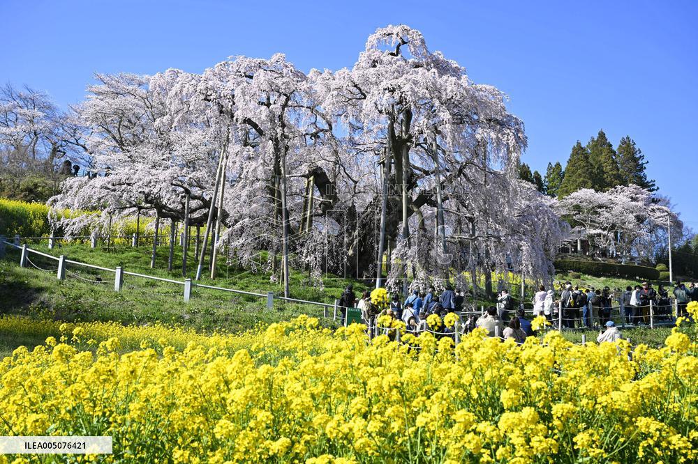 Ancient cherry tree in Japan