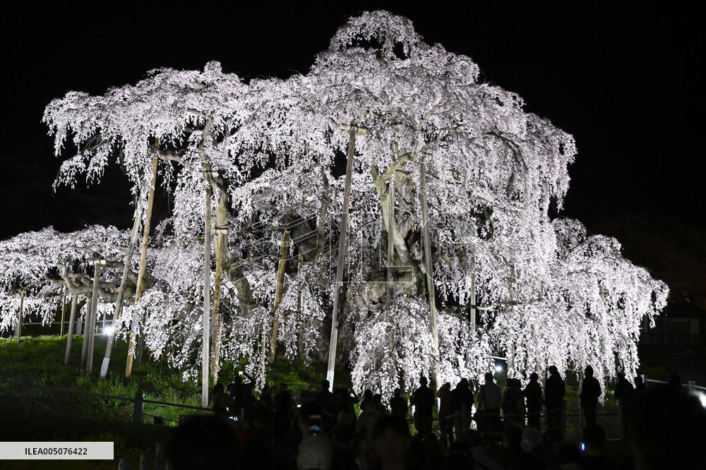 Ancient cherry tree in Japan