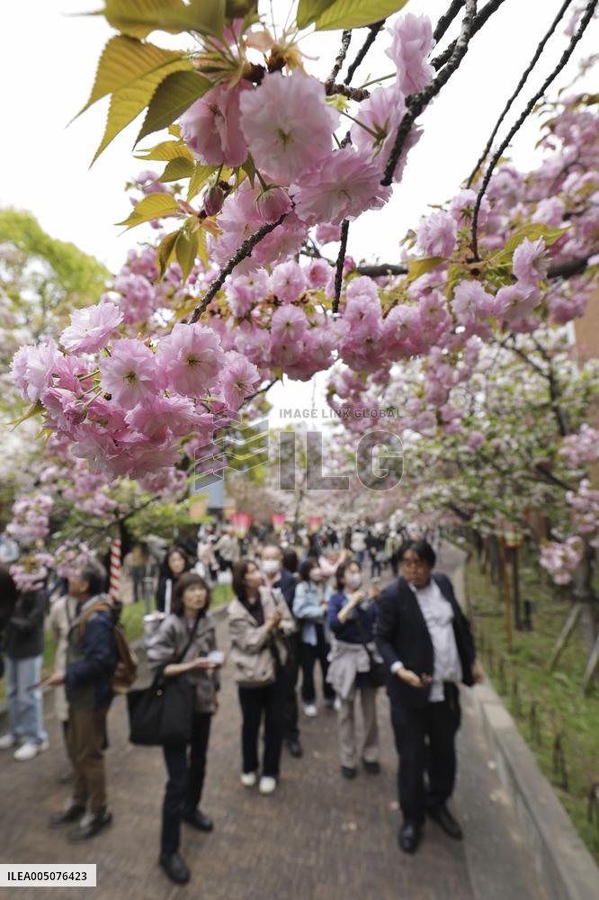 Cherry blossom viewing in Osaka