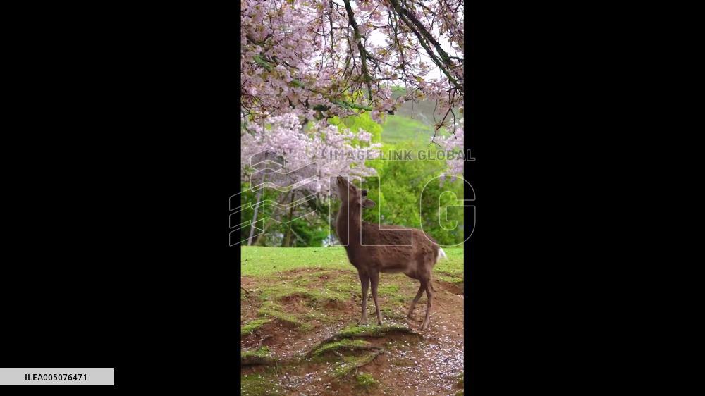 Japan: Nara’s Wild Deer Spotted Eating Cherry Blossoms in Full Bloom