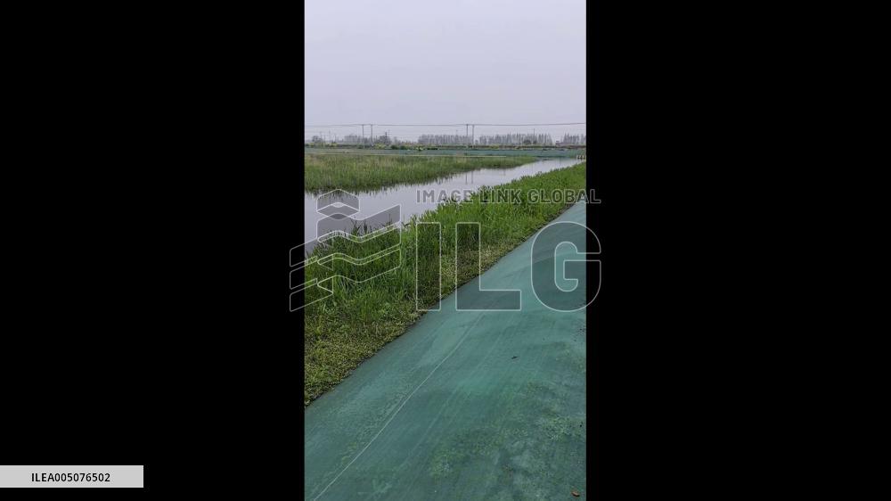 China: Ewe Rushes Across Field to Reunite With Lost Newborn Lamb After Hearing Cries