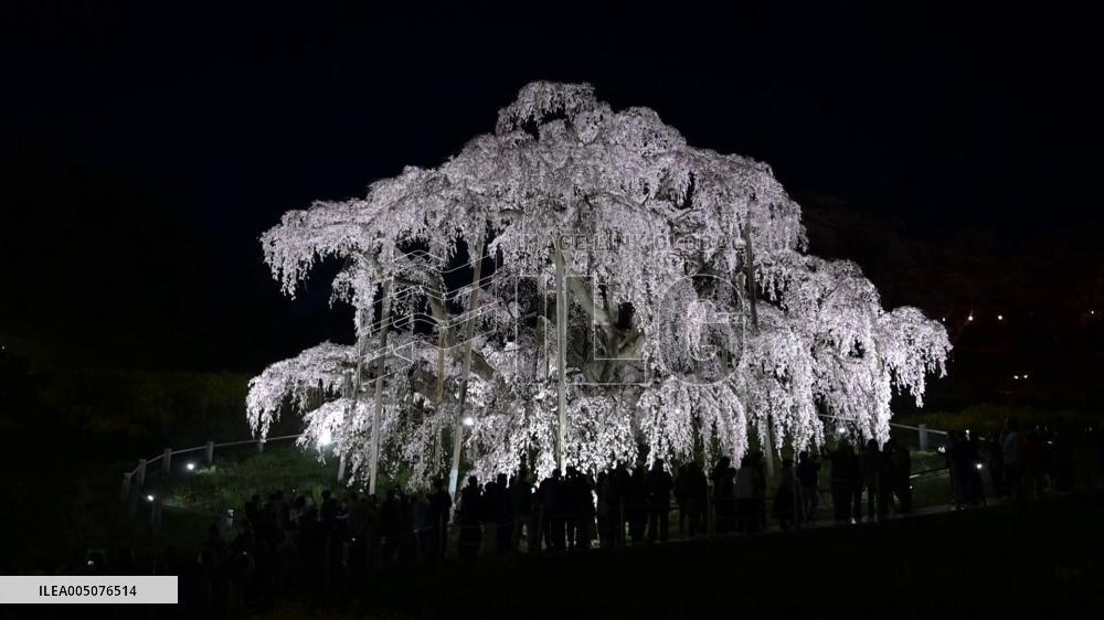 [Breaking News]Ancient cherry tree in Japan