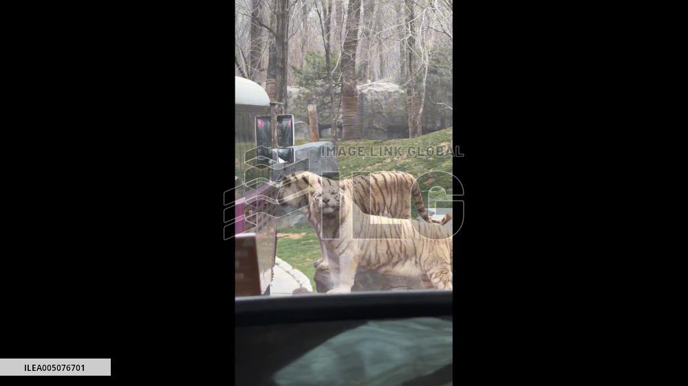 China: One White Tiger Charms Visitors While Another Growls in Disapproval