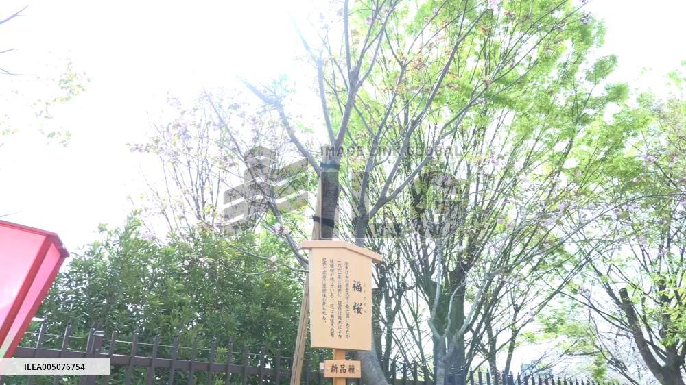 Cherry blossom viewing in Osaka