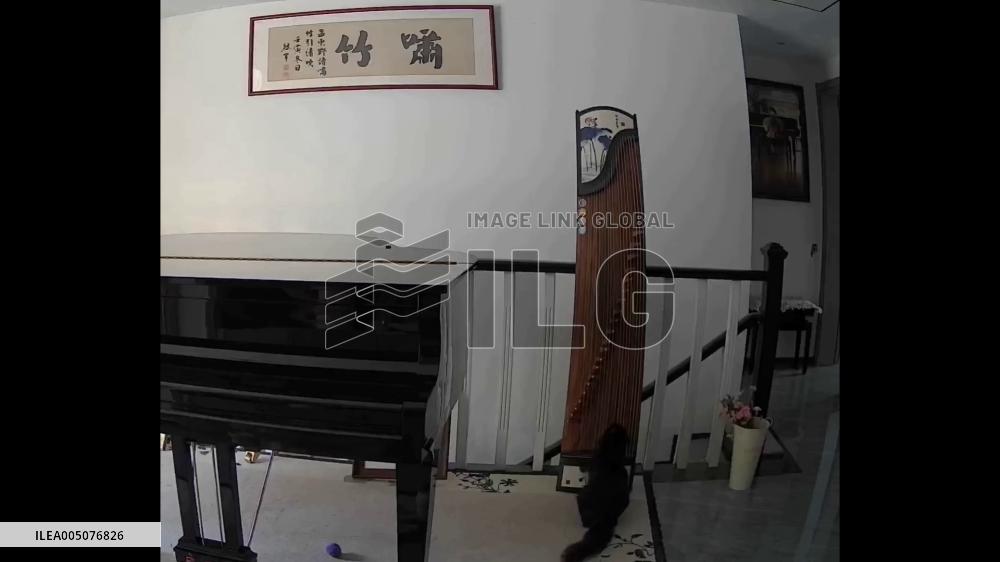 China: Cat Accidentally Plays Guzheng, Creating a Surprisingly Clear Melody