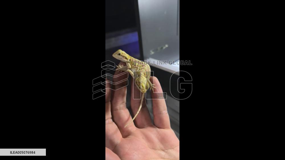 China: Pet Owner Reveals Unusual Two-Headed Bearded Dragon